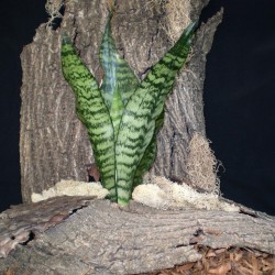 Szanzavéra, anyósnyelv - Sansevieria sp. 01 Szanzavéra, anyósnyelv - Sansevieria sp. 01