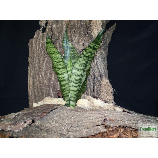 Szanzavéra, anyósnyelv - Sansevieria sp. 01