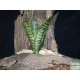 Szanzavéra, anyósnyelv - Sansevieria sp. 01