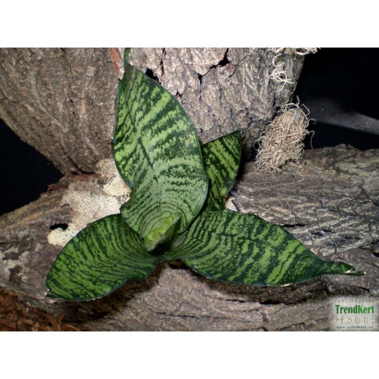 Szanzavéra, anyósnyelv - Sansevieria sp. 01