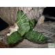 Szanzavéra, anyósnyelv - Sansevieria sp. 01