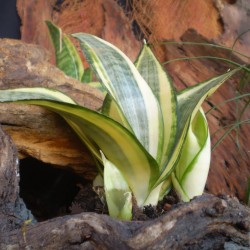 Szanszeviéria, Anyósnyelv - Sansevieria trifasciata Hahnii Szanszeviéria, Anyósnyelv - Sansevieria trifasciata Hahnii