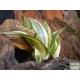 Szanszeviéria, Anyósnyelv - Sansevieria trifasciata Hahnii