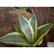 Szanszeviéria, Anyósnyelv - Sansevieria trifasciata Hahnii