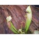 Kürtvirág - Sarracenia leucophylla Cream