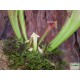 Kürtvirág - Sarracenia leucophylla Cream