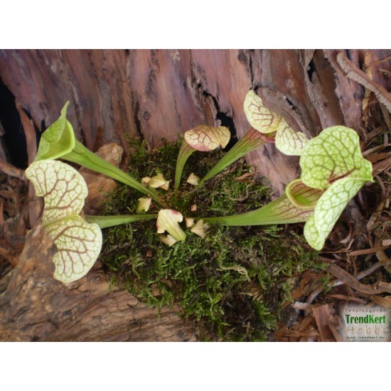 Kürtvirág - Sarracenia leucophylla Cream