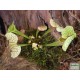 Kürtvirág - Sarracenia leucophylla Cream