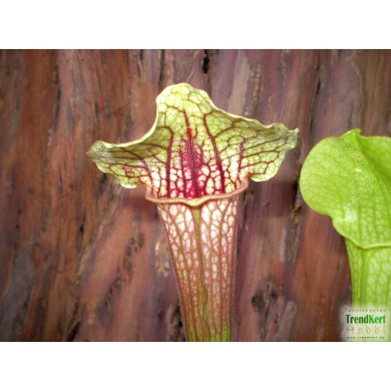 Kürtvirág - Sarracenia leucophylla Cream