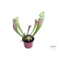Kürtvirág - Sarracenia leucophylla Cream