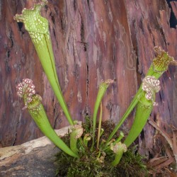 Kürtvirág - Sarracenia leucophylla Red 
