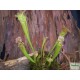 Kürtvirág - Sarracenia leucophylla Red 
