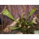Kürtvirág - Sarracenia leucophylla Red 
