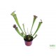 Kürtvirág - Sarracenia leucophylla Red 