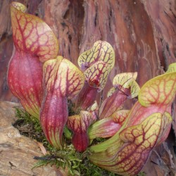 Kürtvirág - Sarracenia purpurea Aka