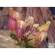 Kürtvirág - Sarracenia purpurea Aka