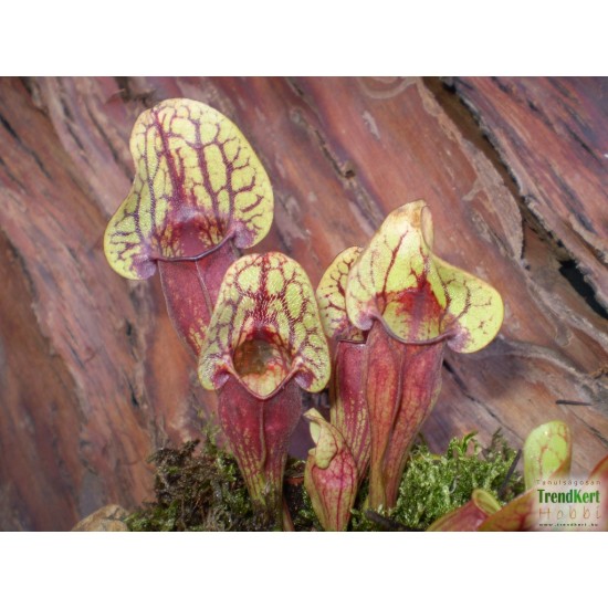 Kürtvirág - Sarracenia purpurea Aka