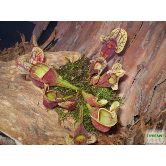 Kürtvirág - Sarracenia purpurea Aka