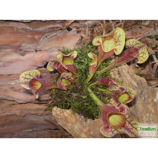 Kürtvirág - Sarracenia purpurea Aka