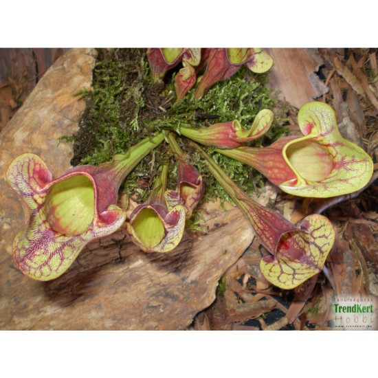 Kürtvirág - Sarracenia purpurea Aka