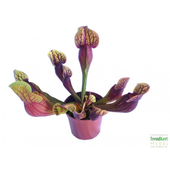 Kürtvirág - Sarracenia purpurea Aka