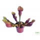 Kürtvirág - Sarracenia purpurea Aka