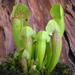Kürtvirág - Sarracenia purpurea Jade