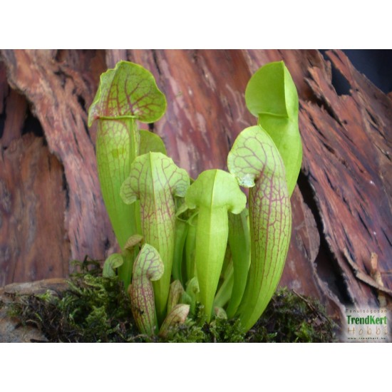 Kürtvirág - Sarracenia purpurea Jade Kürtvirág - Sarracenia purpurea Jade