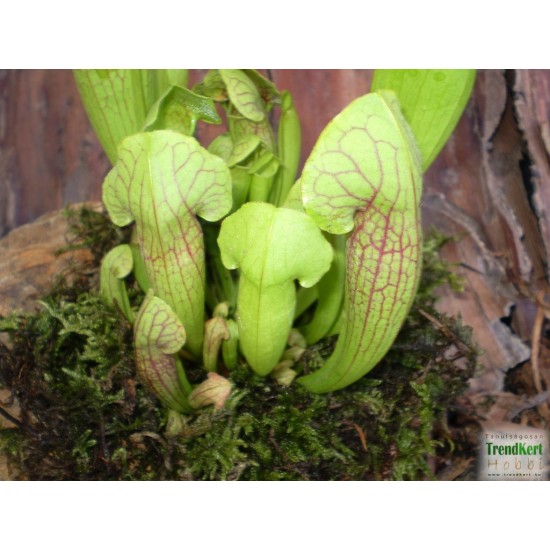 Kürtvirág - Sarracenia purpurea Jade Kürtvirág - Sarracenia purpurea Jade