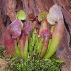 Kürtvirág - Sarracenia purpurea Special