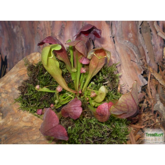 Kürtvirág - Sarracenia purpurea Special Kürtvirág - Sarracenia purpurea Special