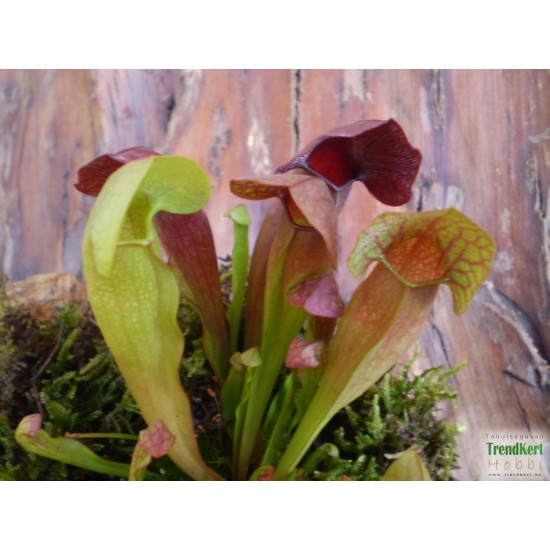 Kürtvirág - Sarracenia purpurea Special Kürtvirág - Sarracenia purpurea Special