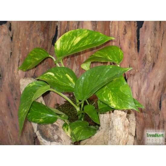Szobai futóka - Scindapsus aureum GreenYellow Szobai futóka - Scindapsus aureum GreenYellow