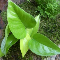 Szobai futóka citrom - Scindapsus aureum Lemon Szobai futóka citrom - Scindapsus aureum Lemon