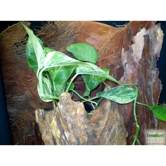 Szobai futóka - Scindapsus pinnatum White Szobai futóka - Scindapsus pinnatum White