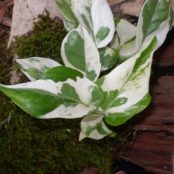 Szobai futóka szuper tarka - Scindapsus Super Variegata Szobai futóka szuper tarka - Scindapsus Super Variegata