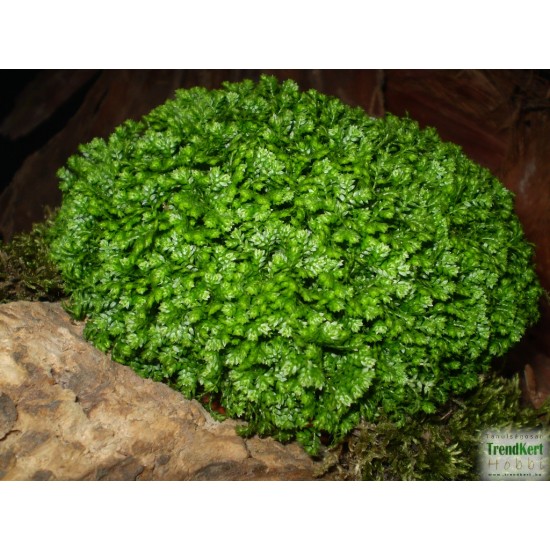 Csipkeharaszt gömb - Selaginella apoda