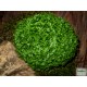 Csipkeharaszt gömb - Selaginella apoda