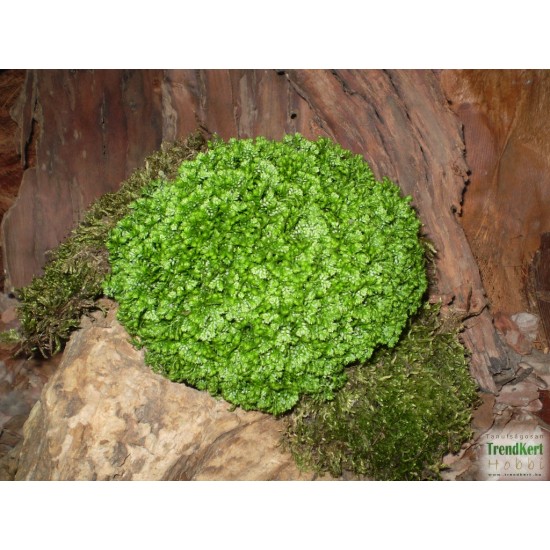 Csipkeharaszt gömb - Selaginella apoda