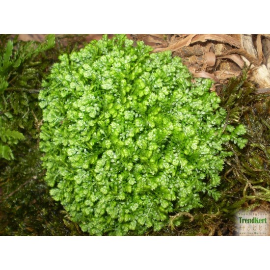 Csipkeharaszt gömb - Selaginella apoda