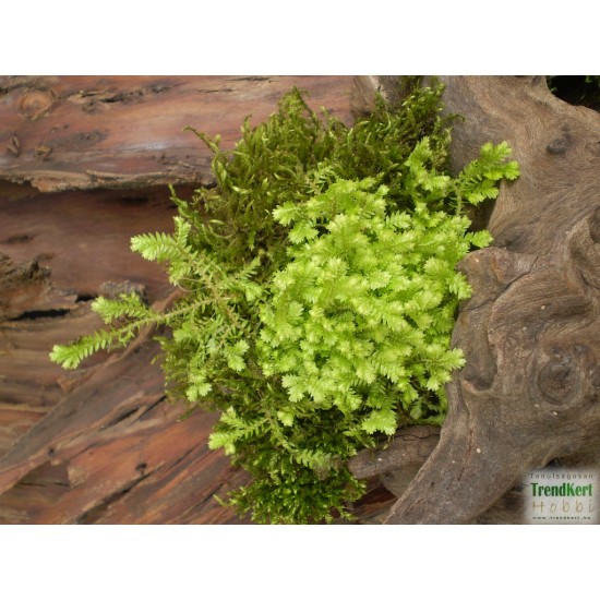 Csipkeharaszt - Selaginella kraussiana Aurea