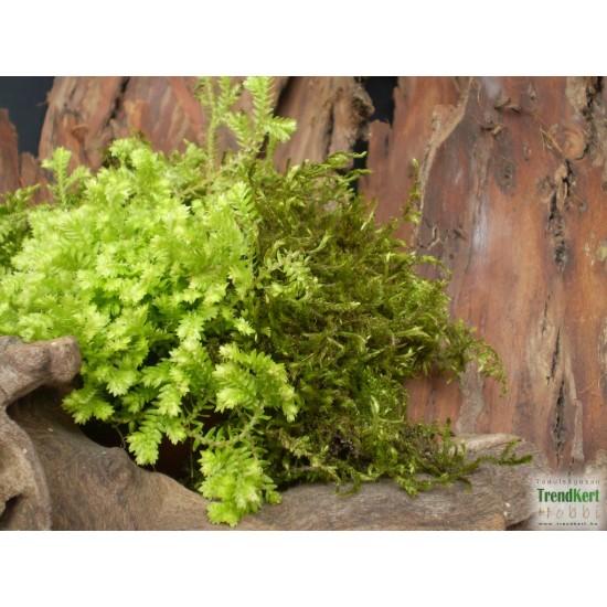 Csipkeharaszt - Selaginella kraussiana Aurea