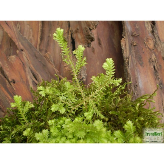 Csipkeharaszt - Selaginella kraussiana Aurea
