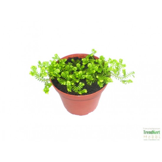 Csipkeharaszt - Selaginella kraussiana Aurea