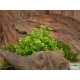Csipkeharaszt - Selaginella kraussiana 