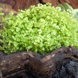 Párnafű arany- Soleirolia soleiroli Golden Queen 