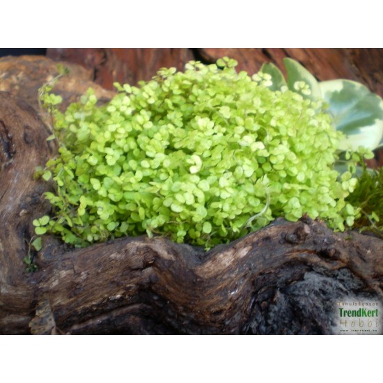 Párnafű arany- Soleirolia soleiroli Golden Queen 