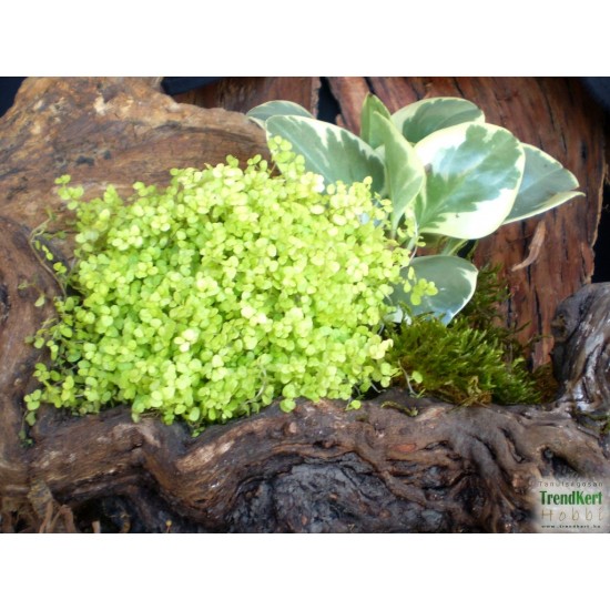 Párnafű arany- Soleirolia soleiroli Golden Queen 