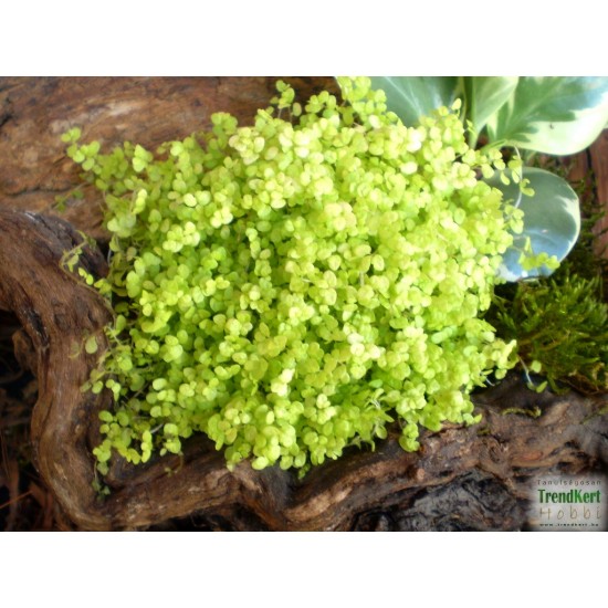 Párnafű arany- Soleirolia soleiroli Golden Queen 