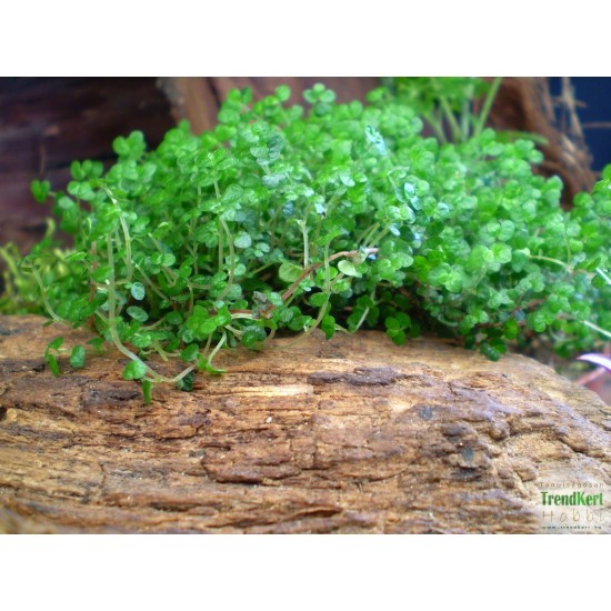 Párnafű - Soleirolia soleiroli